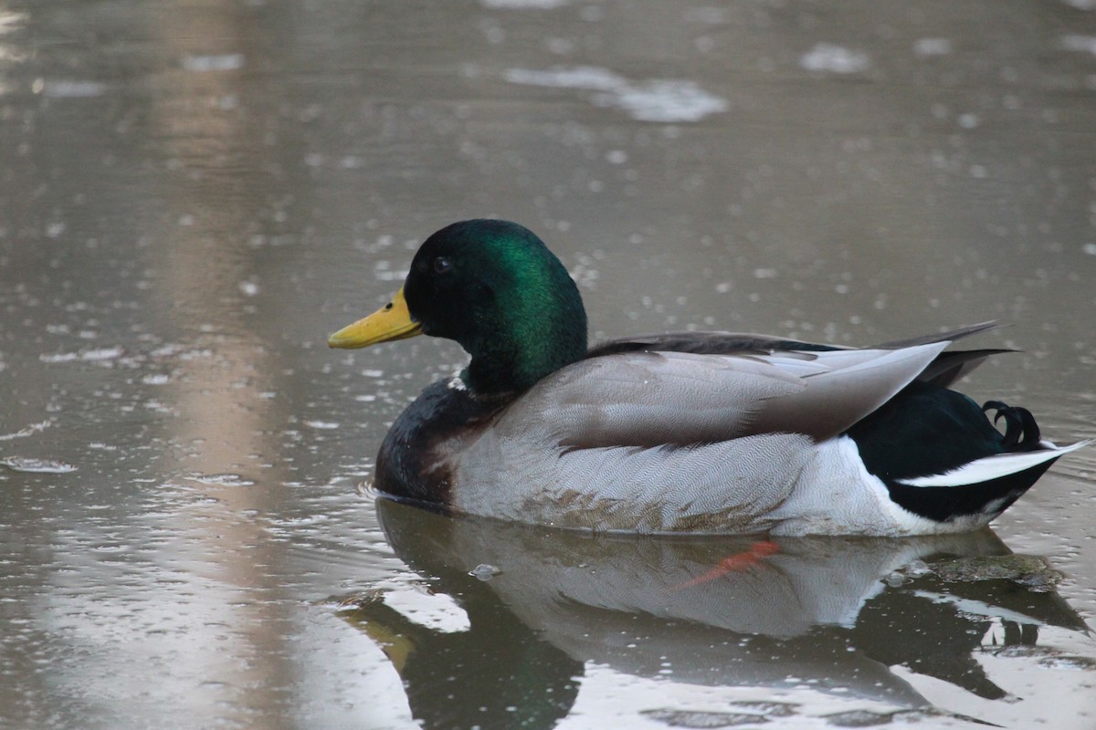 Yeşilbaş - ML650926906