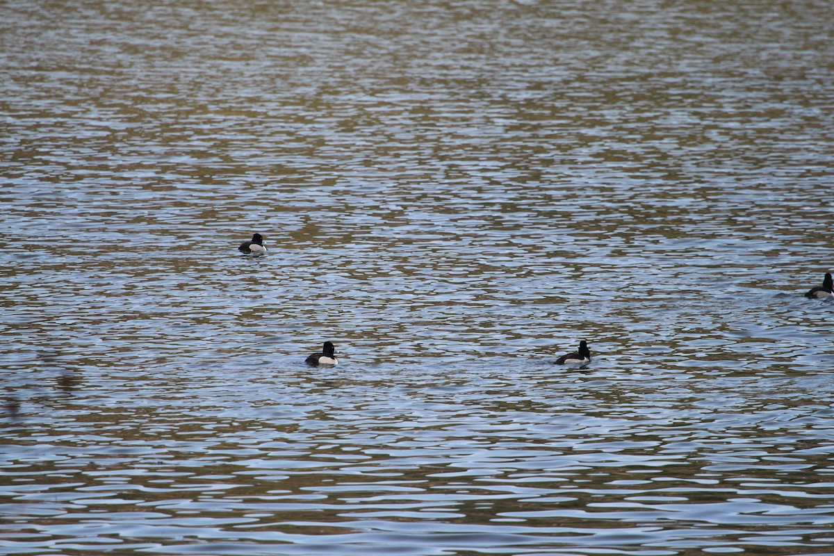 Halkalı Patka - ML650926959