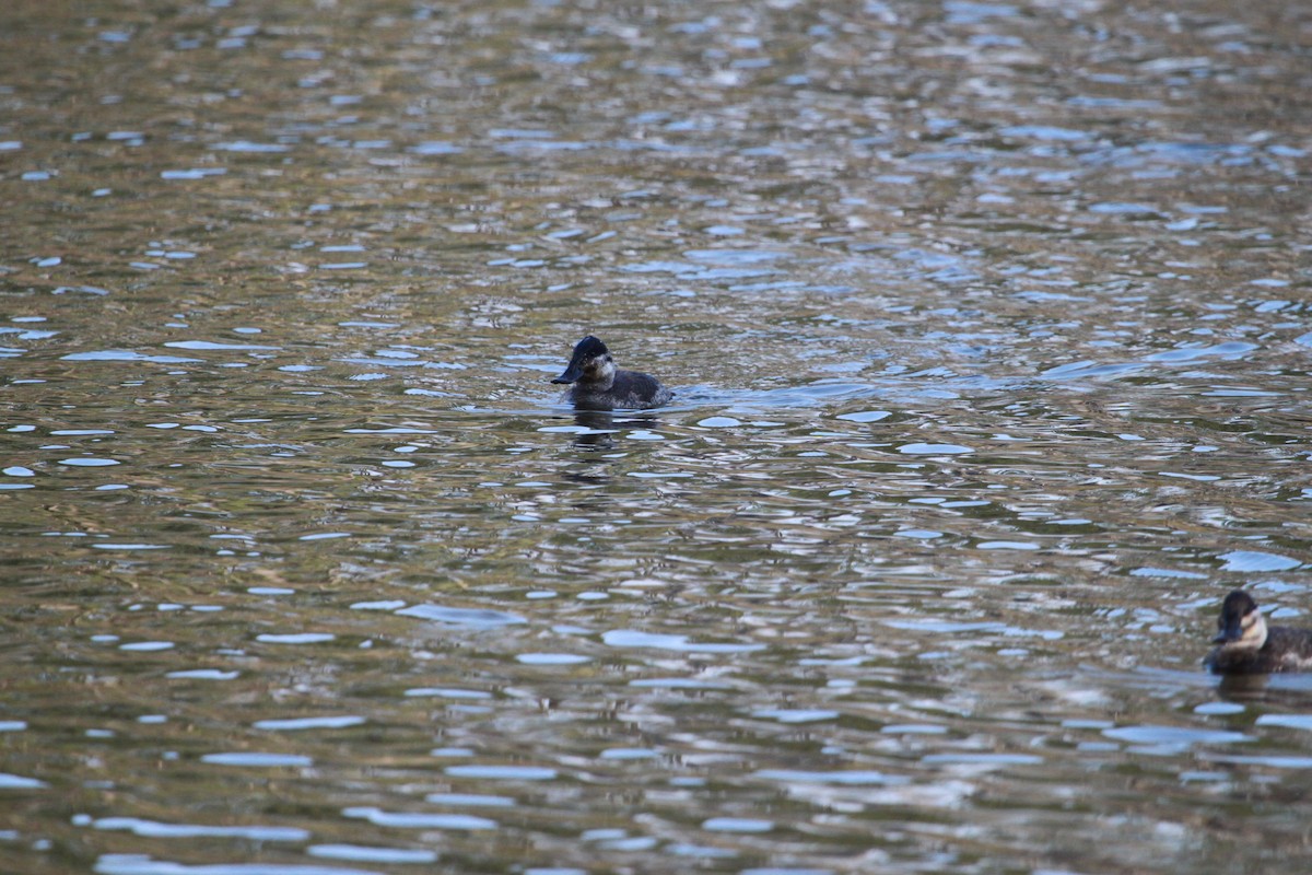 Amerika Dikkuyruğu - ML650927009