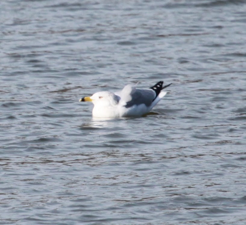 Halkalı Martı - ML650927077