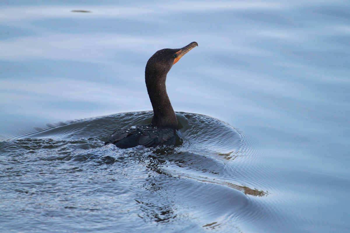 Kulaklı Karabatak - ML650927093