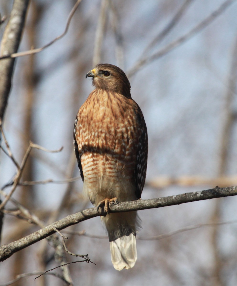 Kızıl Omuzlu Şahin - ML650927151