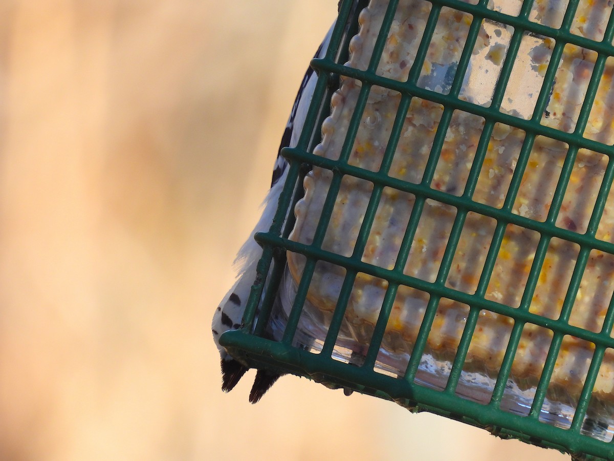 Downy Woodpecker - ML650927161