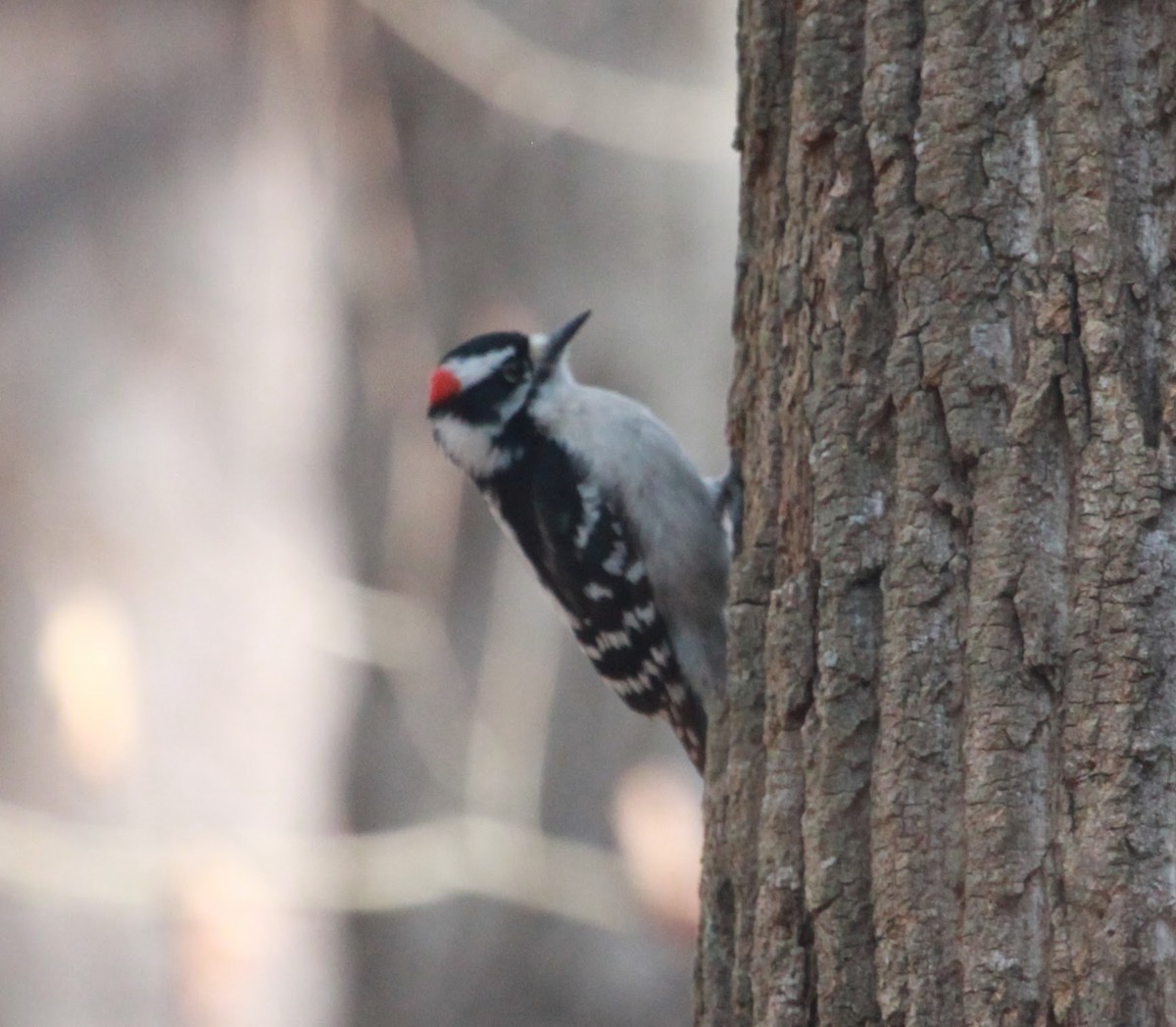 Yumuşak Tüylü Ağaçkakan - ML650927186