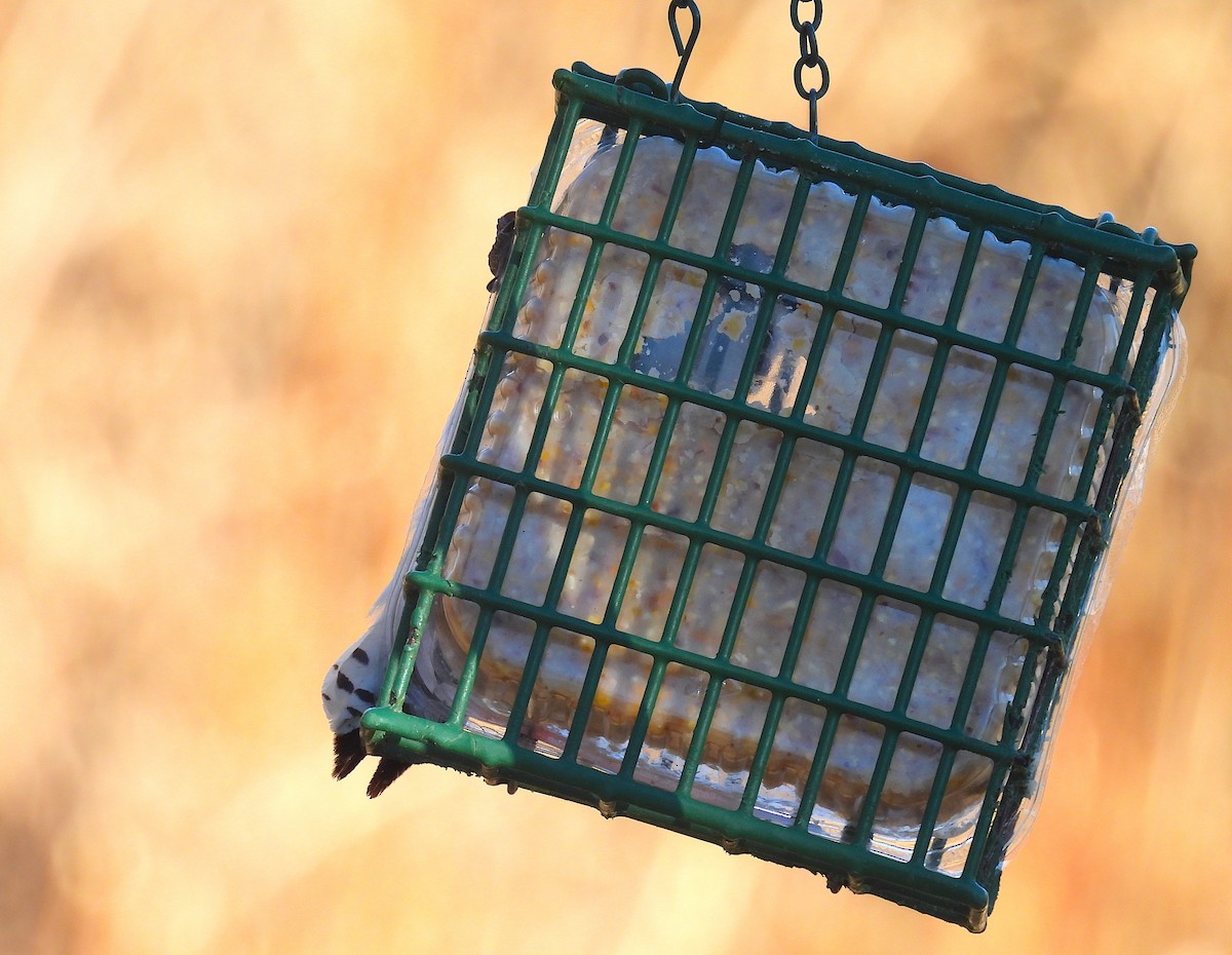 Downy Woodpecker - ML650927187