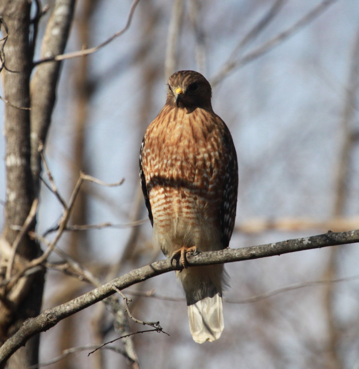 Kızıl Omuzlu Şahin - ML650927239