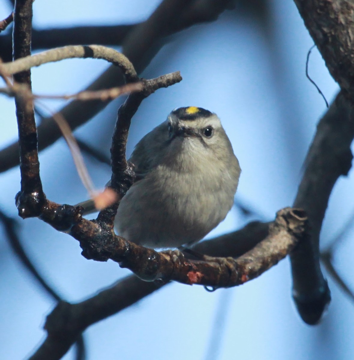 Sarı Taçlı Çalıkuşu - ML650927290