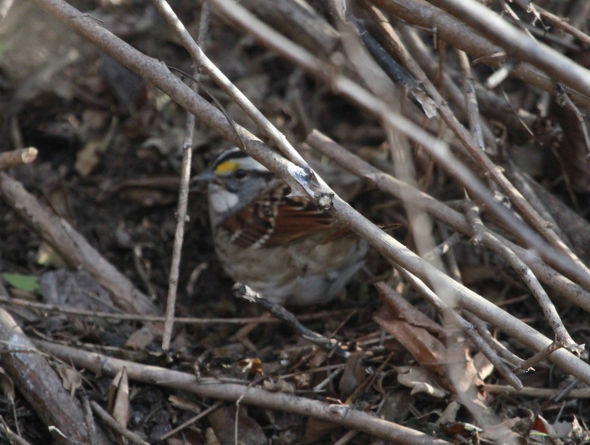 Ak Boğazlı Serçe - ML650927356