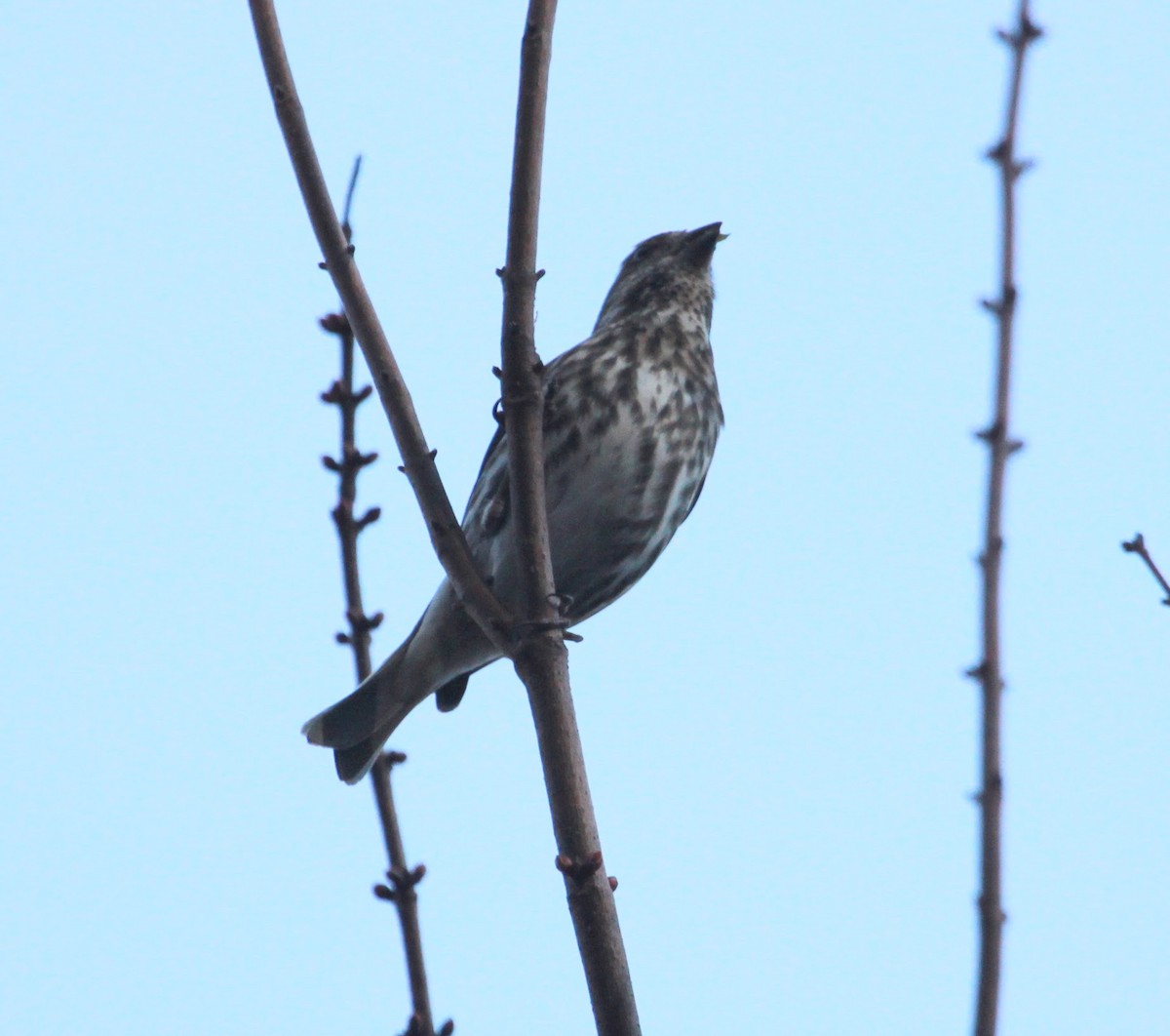 Amerika Çütresi - ML650927382