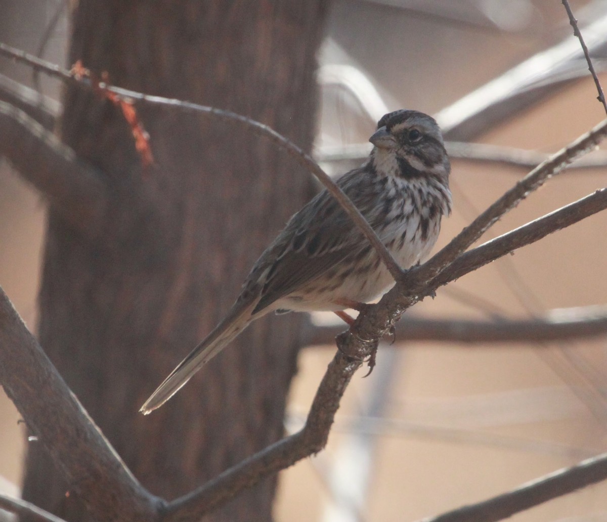 Ötücü Serçe - ML650927383