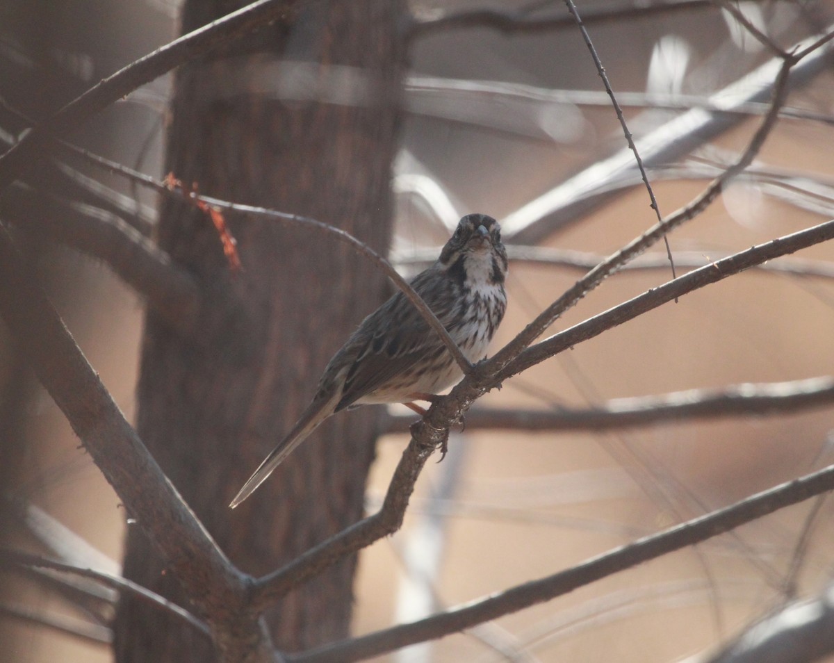 Ötücü Serçe - ML650927384