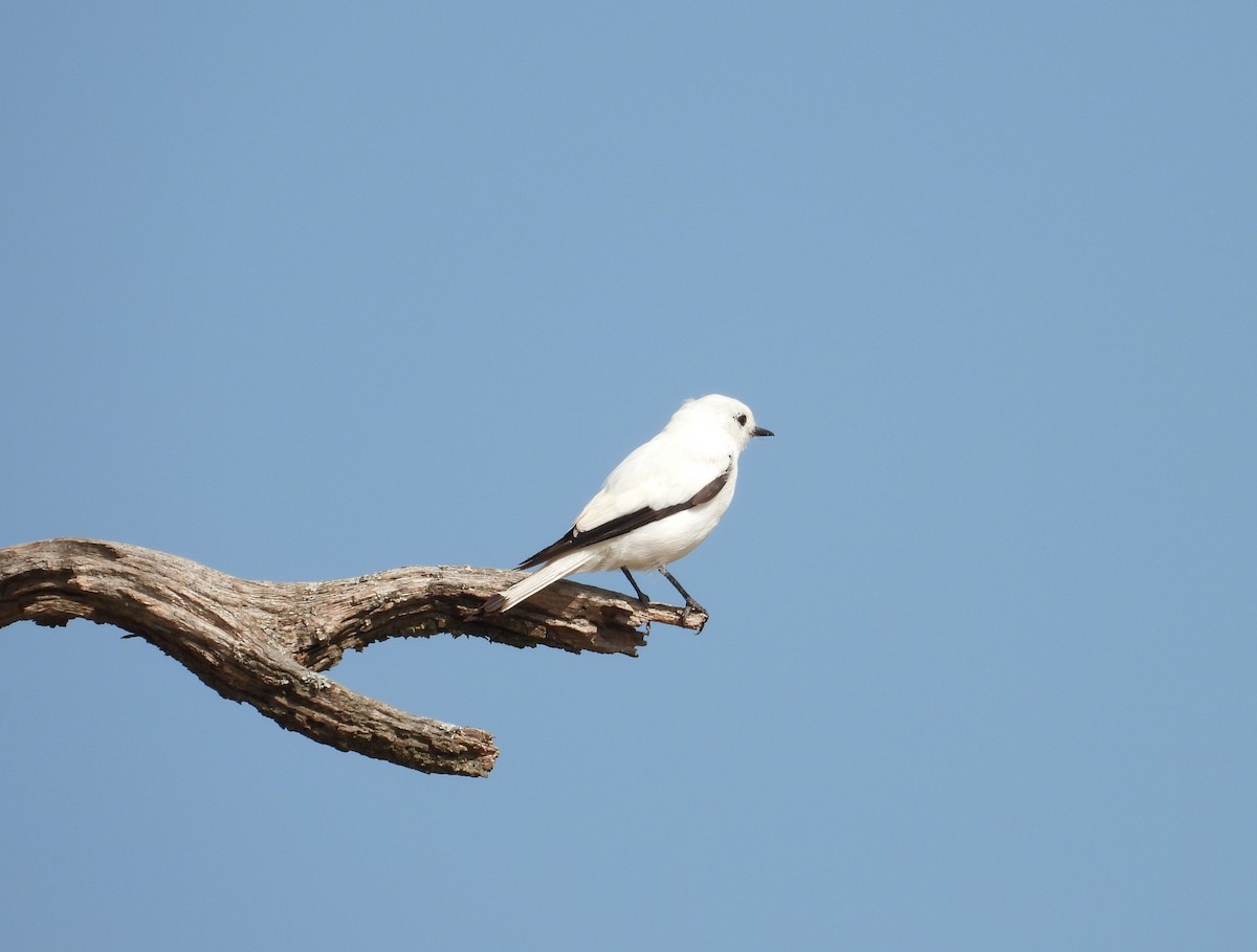 White Monjita - ML650927401