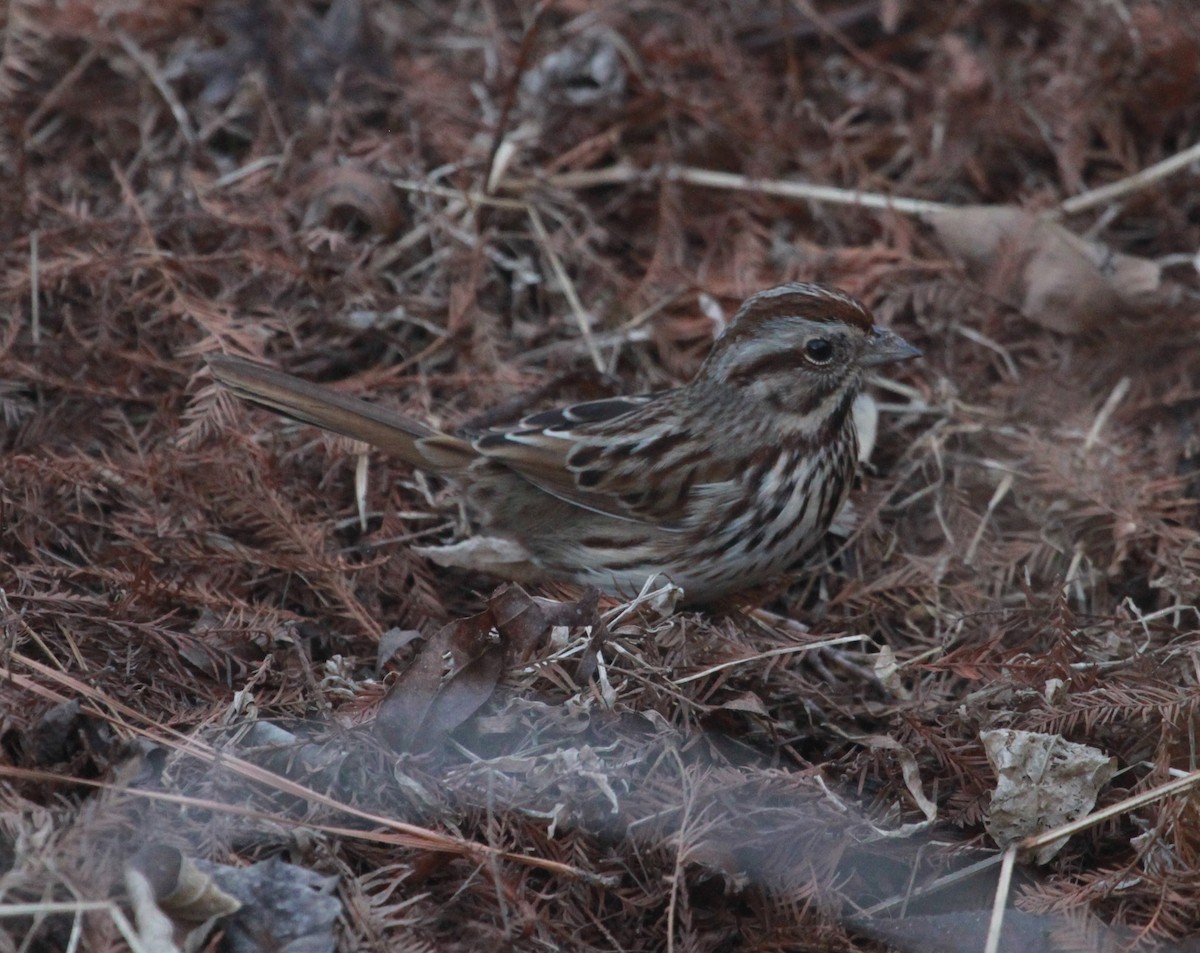 Ötücü Serçe - ML650927478