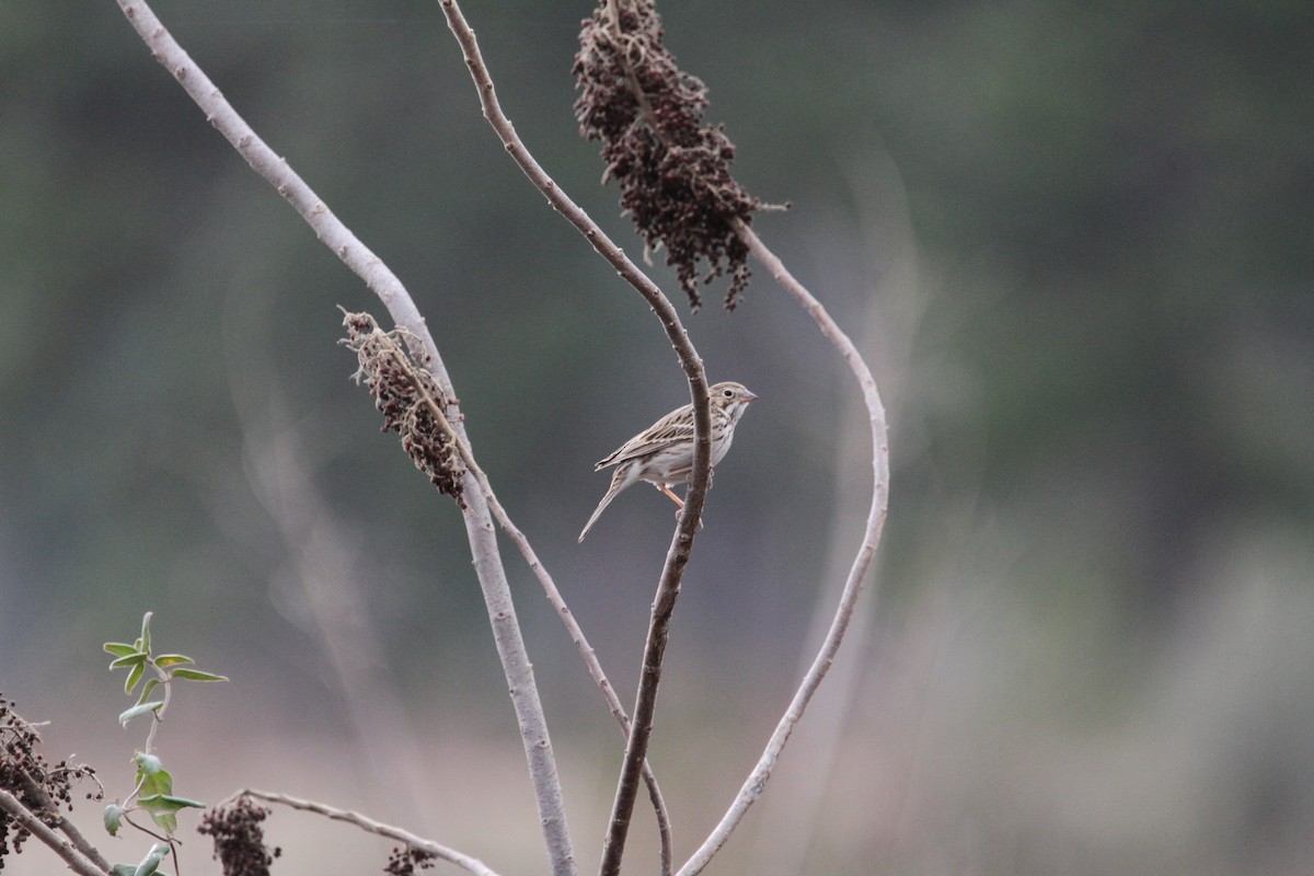 Akşamcı Serçe - ML650927546