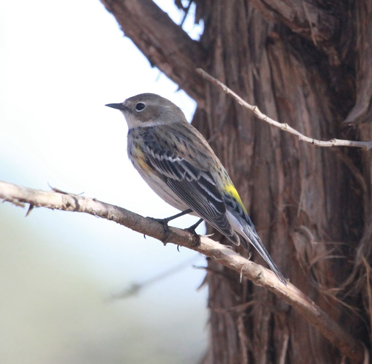 Taçlı Ötleğen - ML650927568