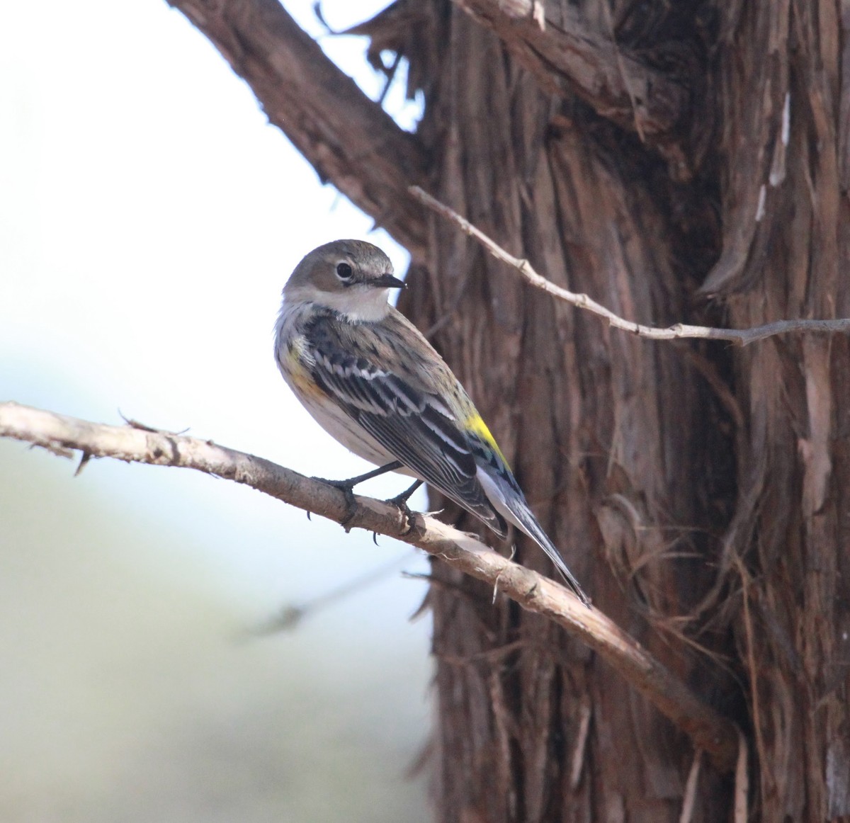 Taçlı Ötleğen - ML650927569