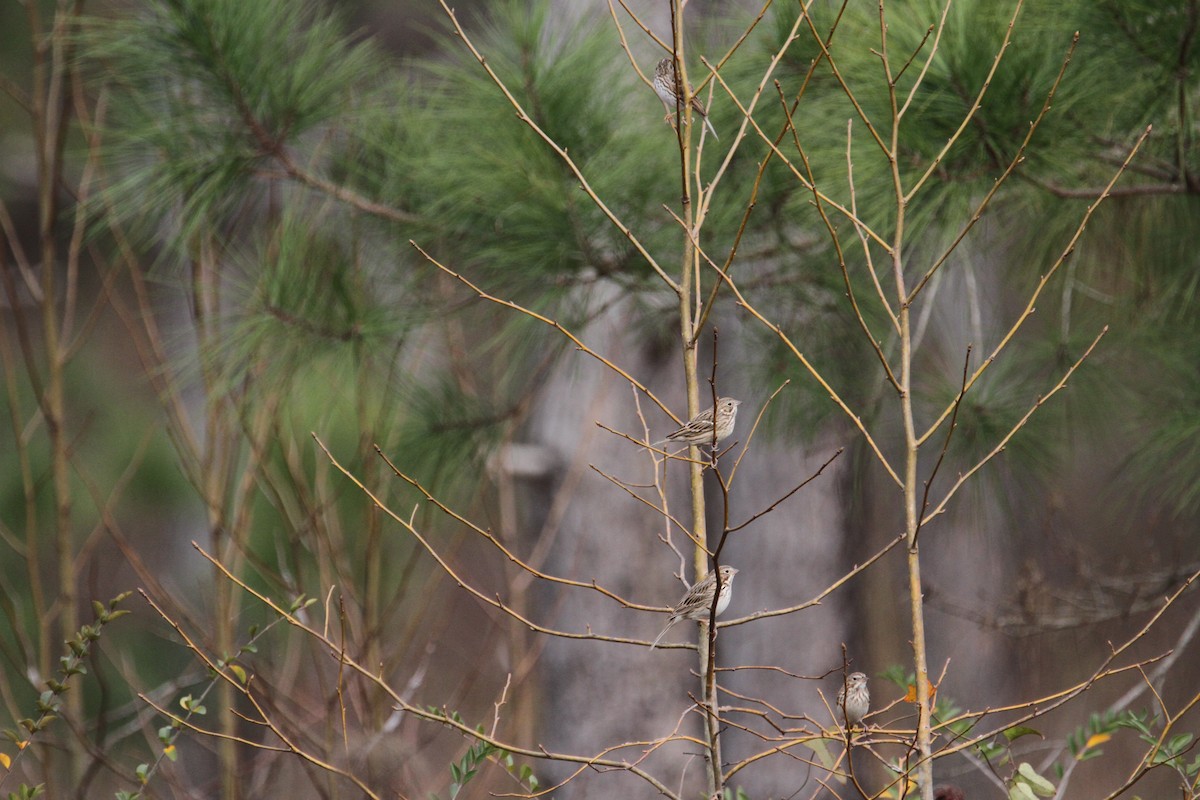 Akşamcı Serçe - ML650927598