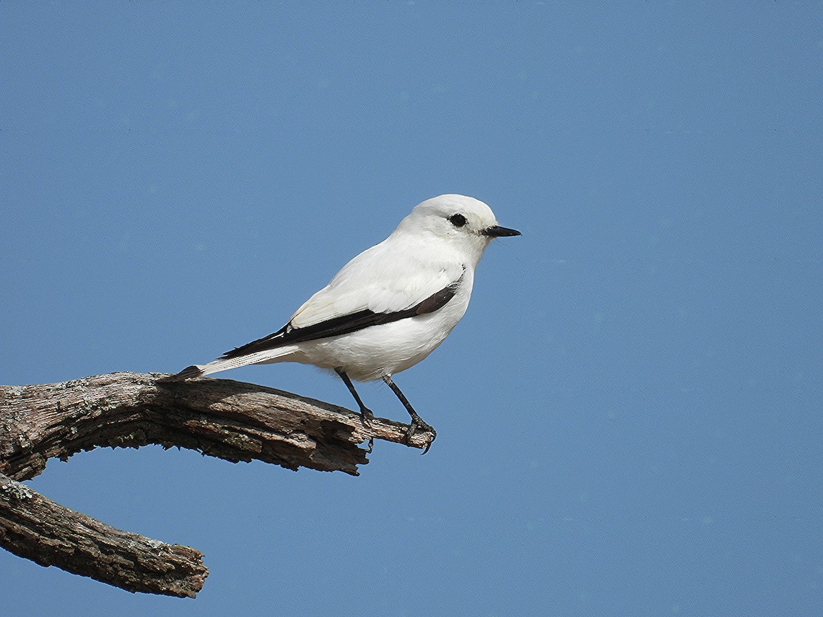 White Monjita - ML650927710