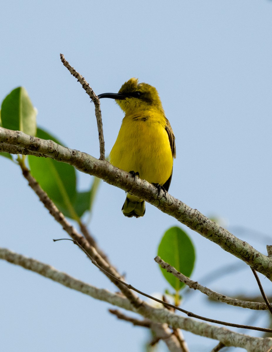 Sahul Sunbird - ML650927738