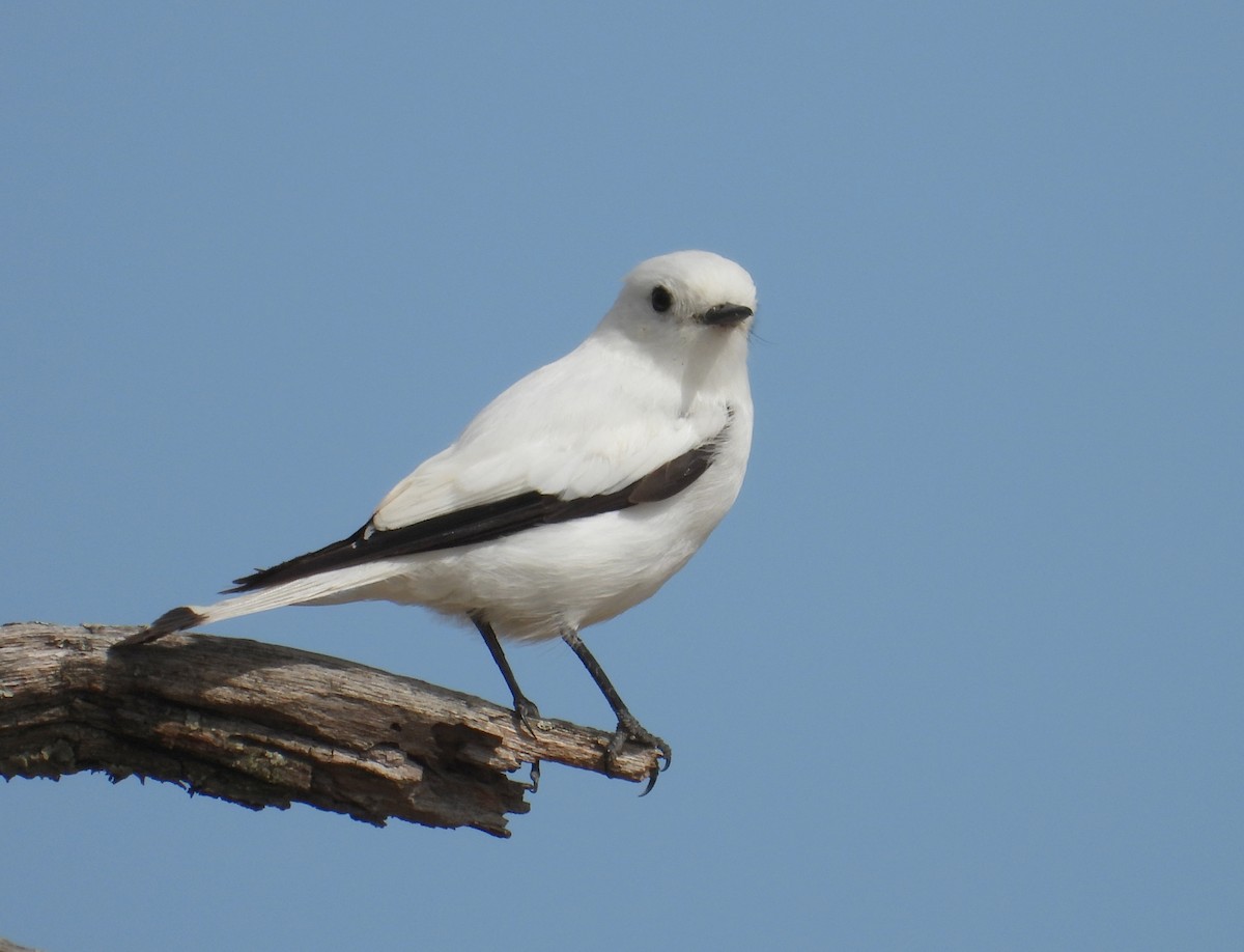 White Monjita - ML650927827