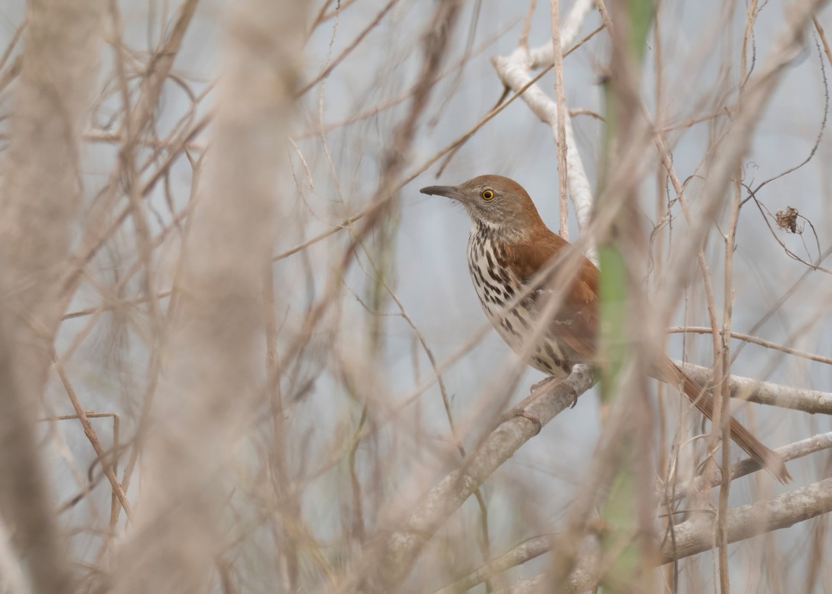 Brown Thrasher - ML650927894