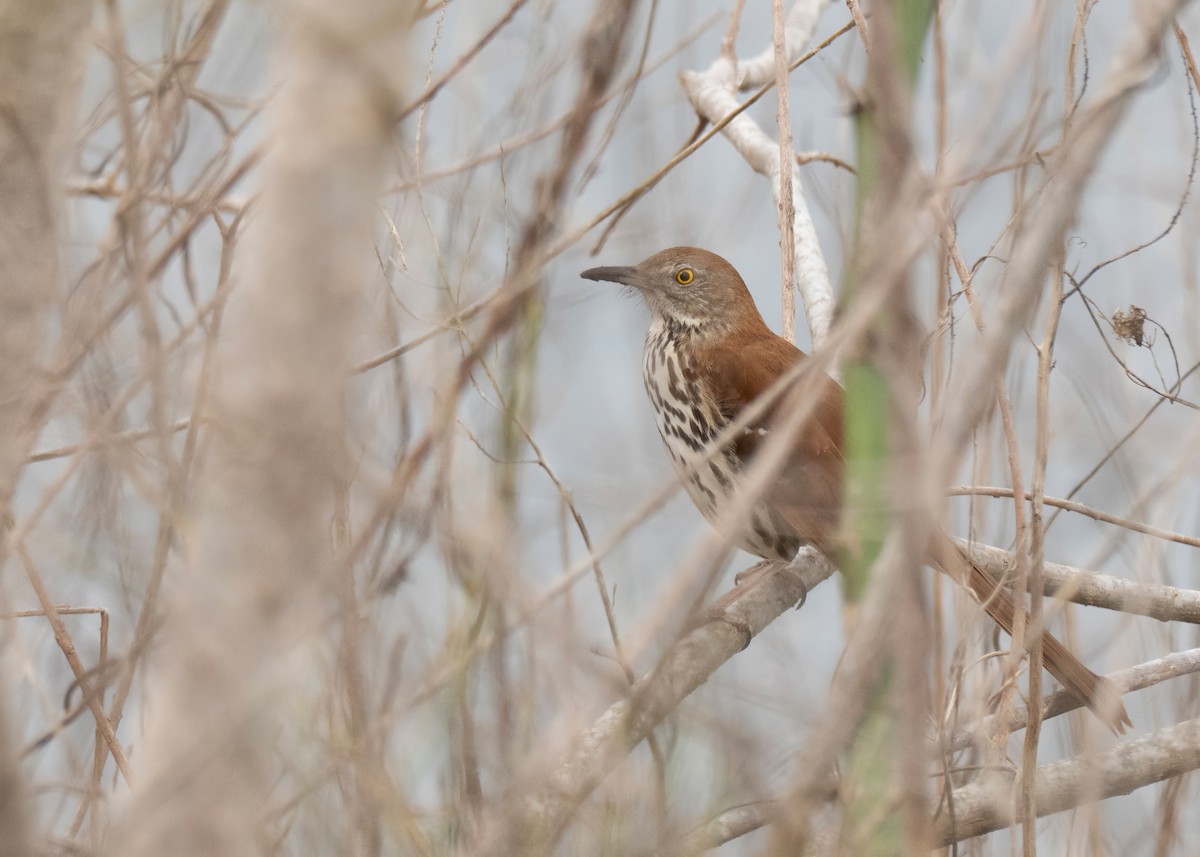Brown Thrasher - ML650927895