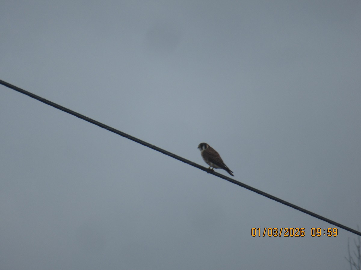 בז אמריקני - ML650928014