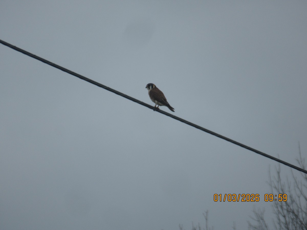 בז אמריקני - ML650928015