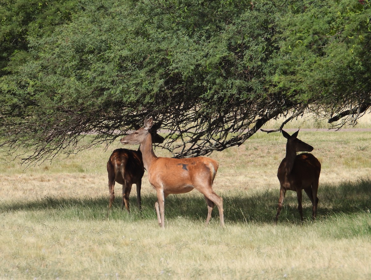 Red Deer - ML650928016