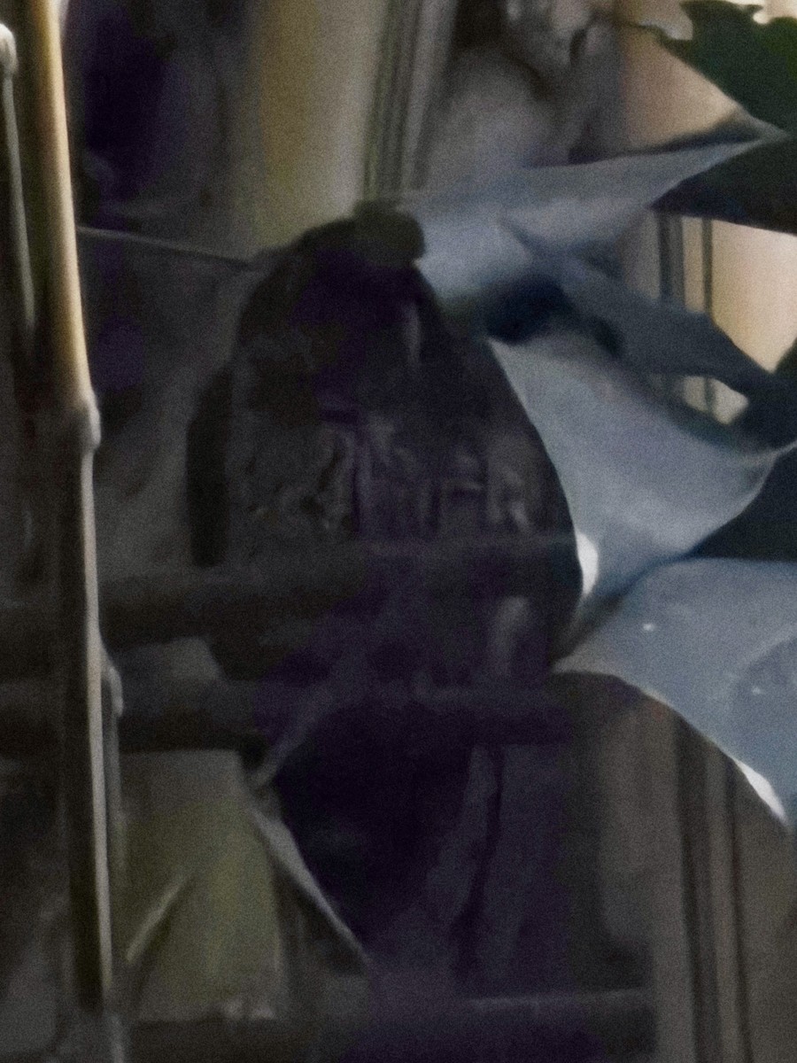 Mottled Owl - ML650928477