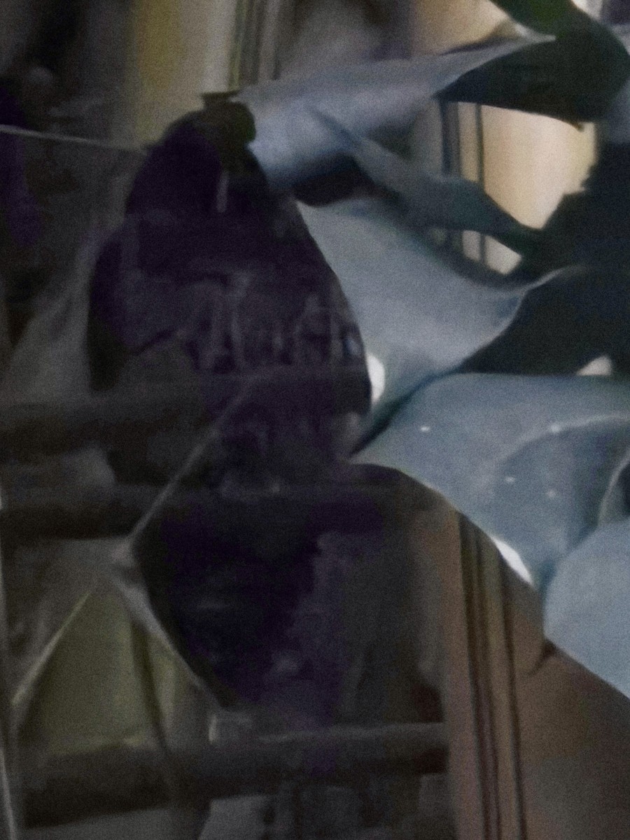 Mottled Owl - ML650928478