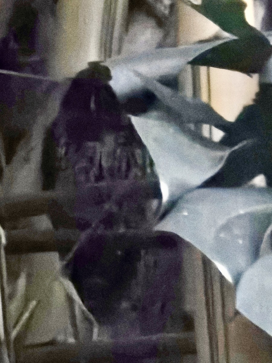 Mottled Owl - ML650928482