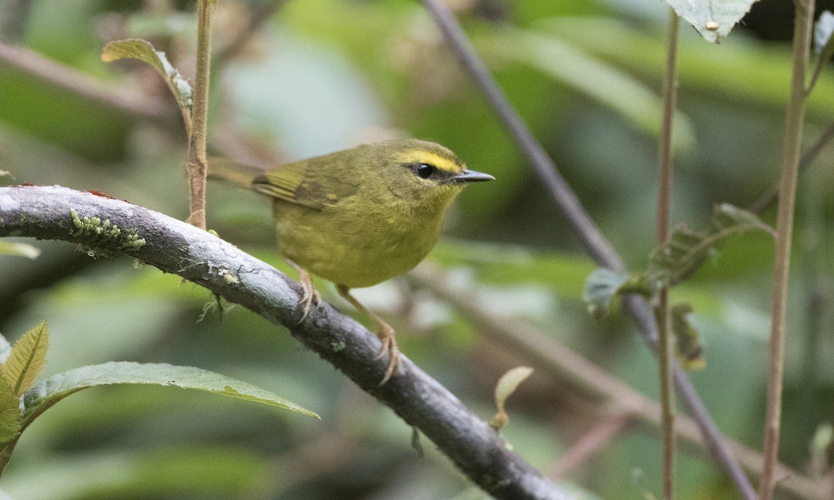 Pale-legged Warbler - Brian Sullivan