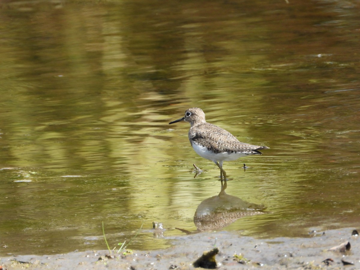 Solitary Sandpiper - ML650928844