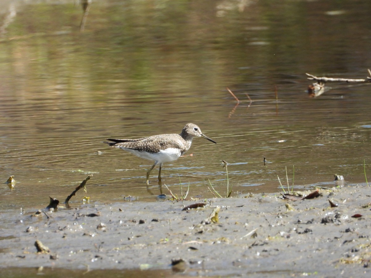 Solitary Sandpiper - ML650928845