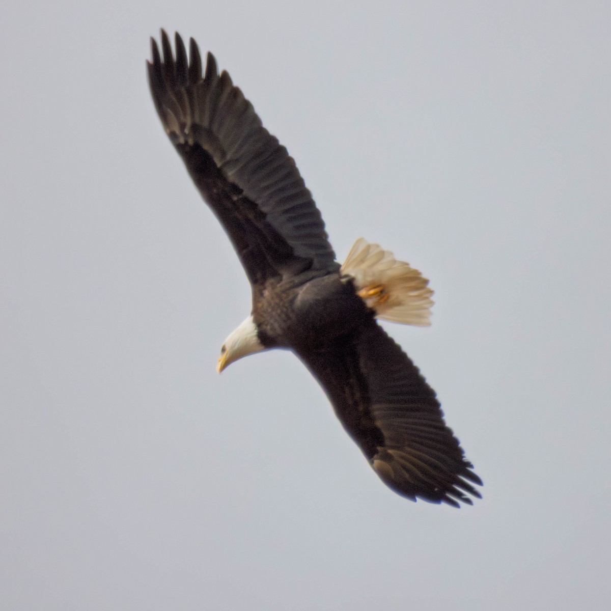 Орлан білоголовий - ML650929347