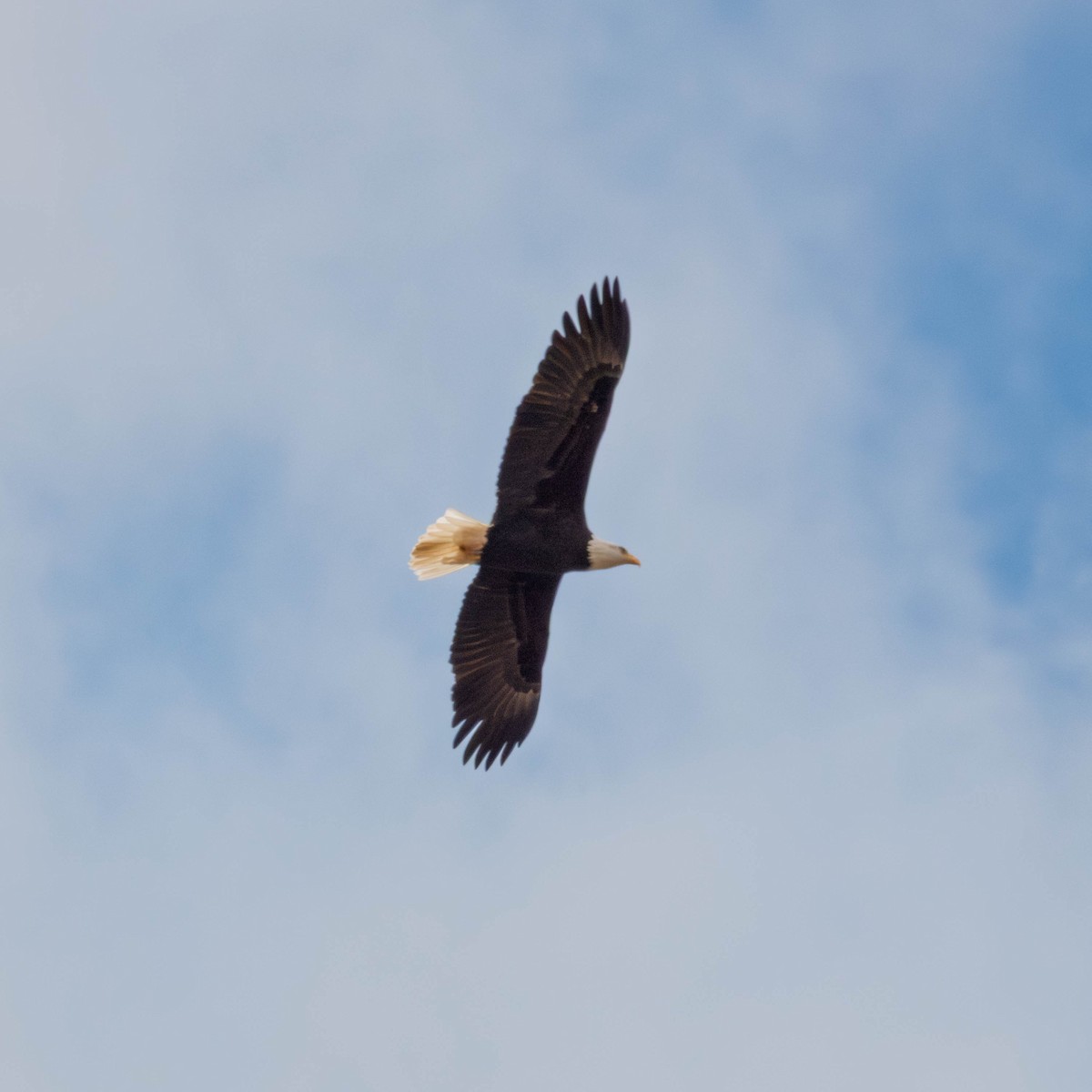 Орлан білоголовий - ML650929348