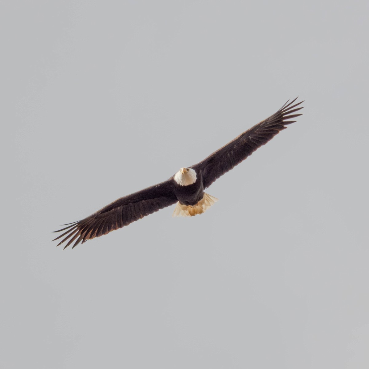 Орлан білоголовий - ML650929349