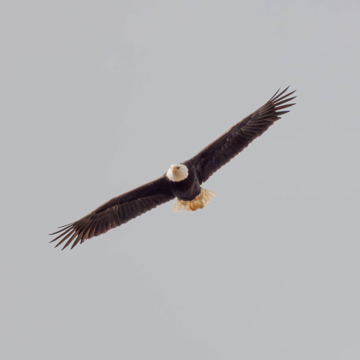 Орлан білоголовий - ML650929350