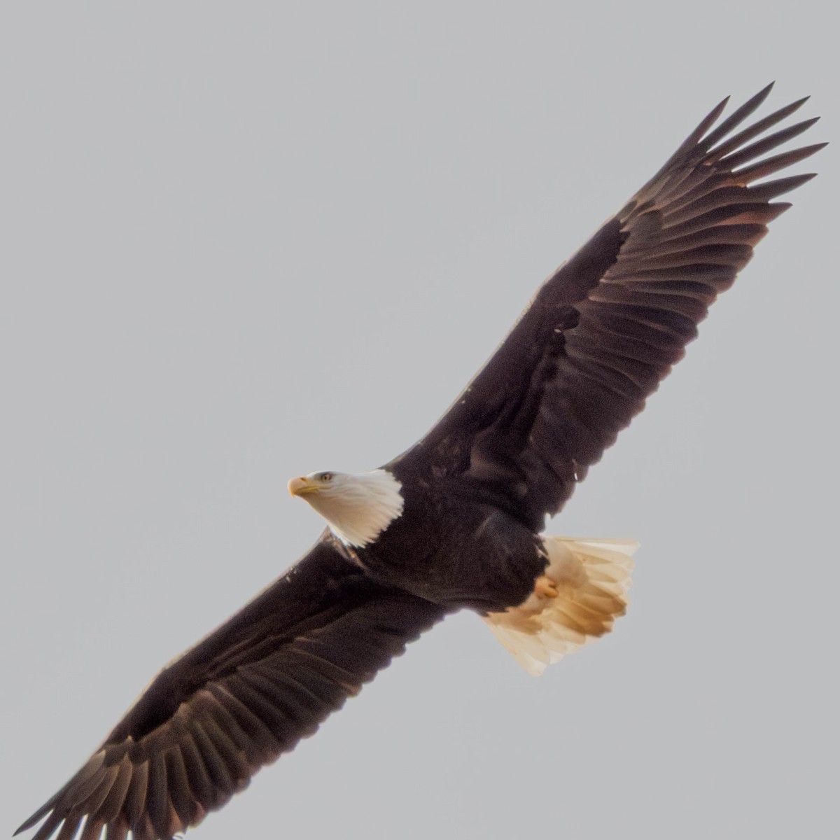 Орлан білоголовий - ML650929351