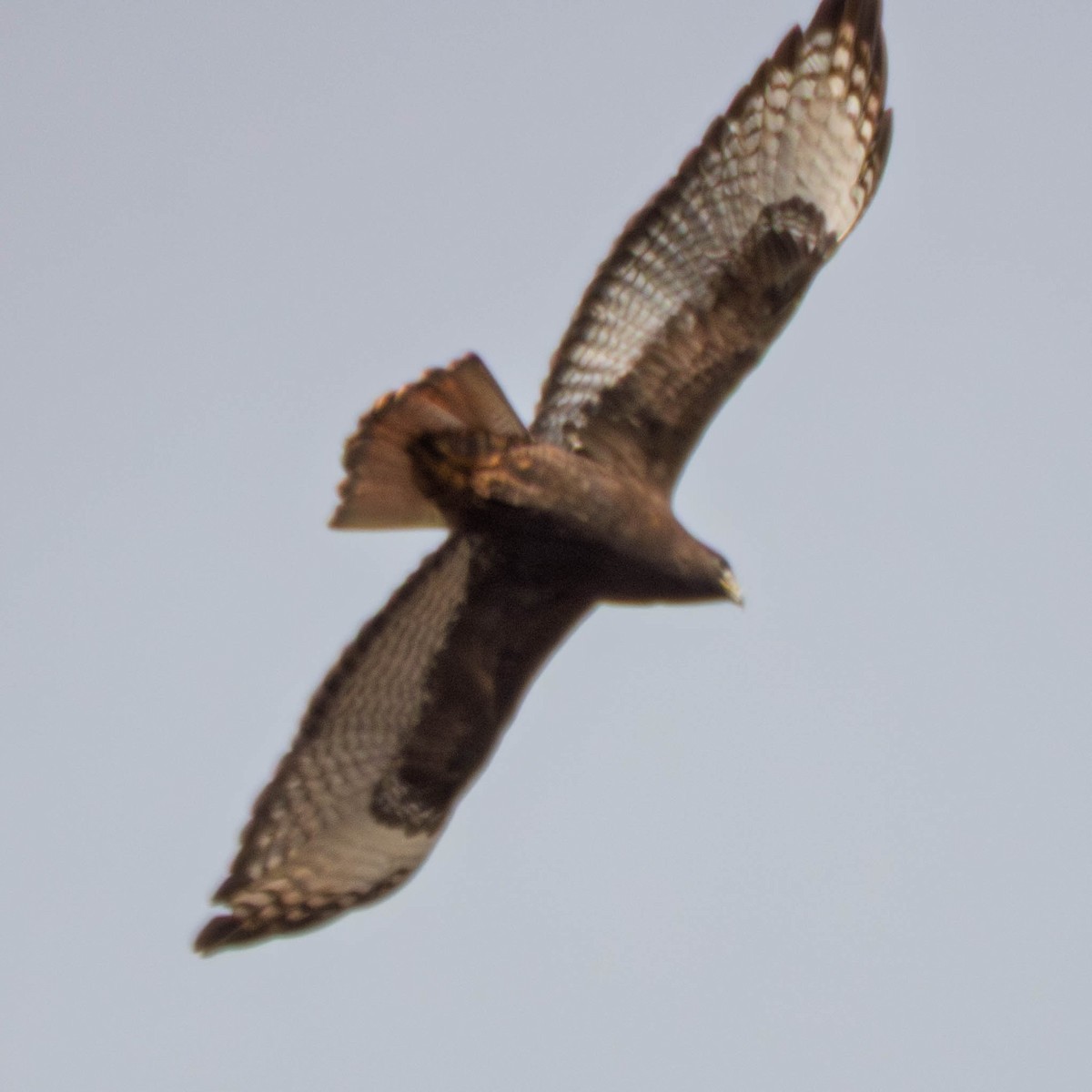 Канюк неоарктичний - ML650929359