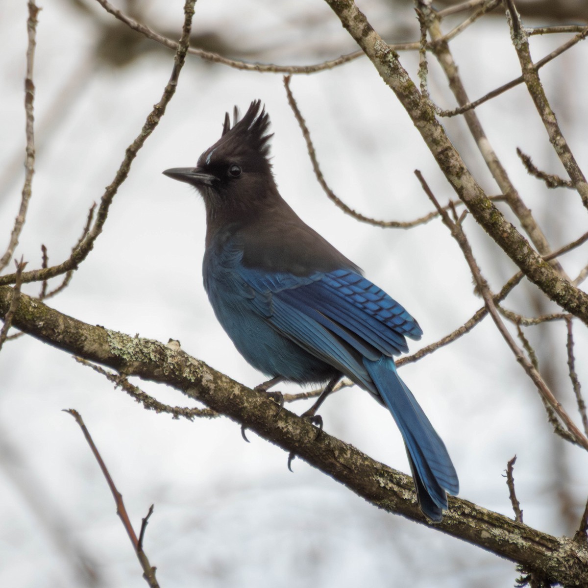 Сизойка чорноголова - ML650929369