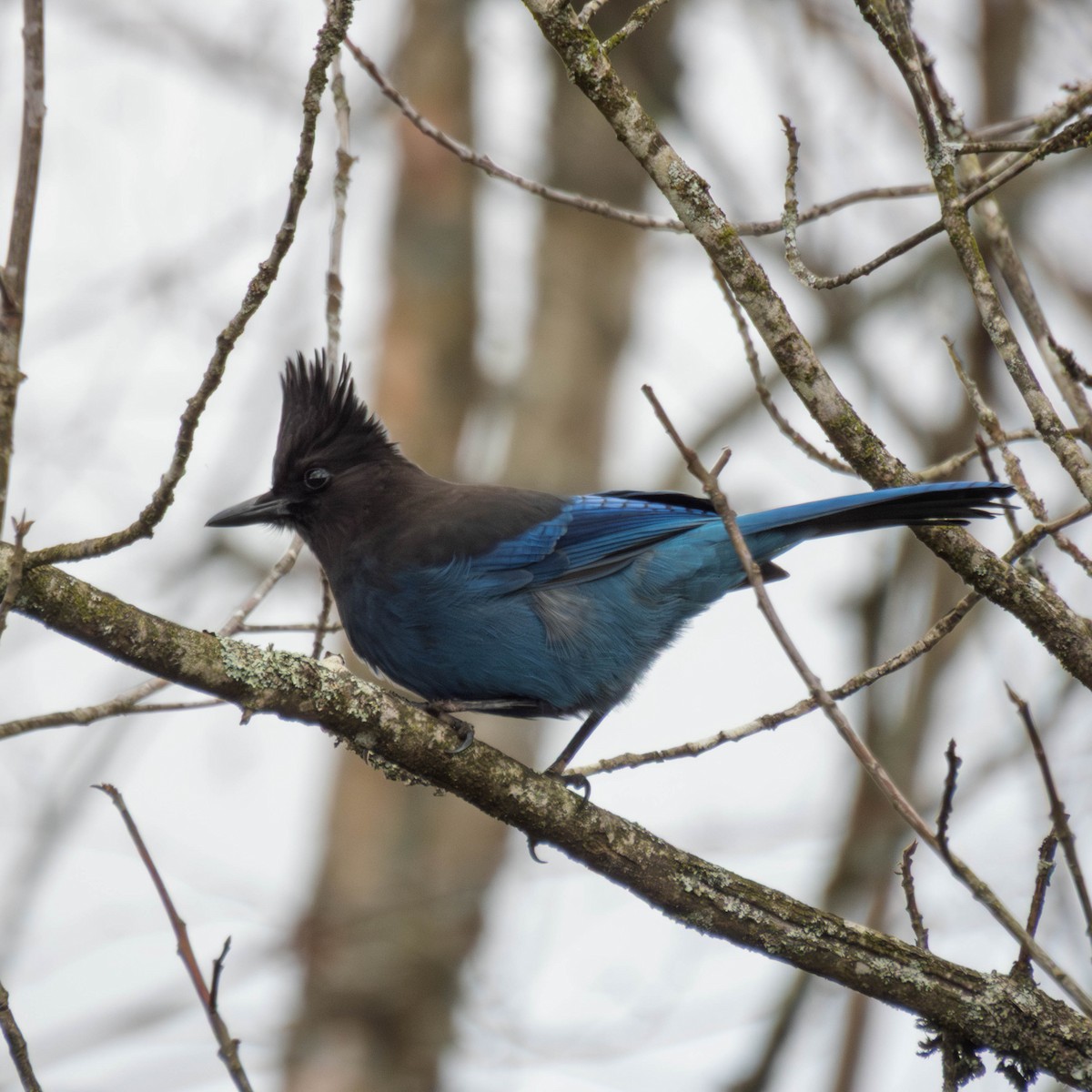 Сизойка чорноголова - ML650929370