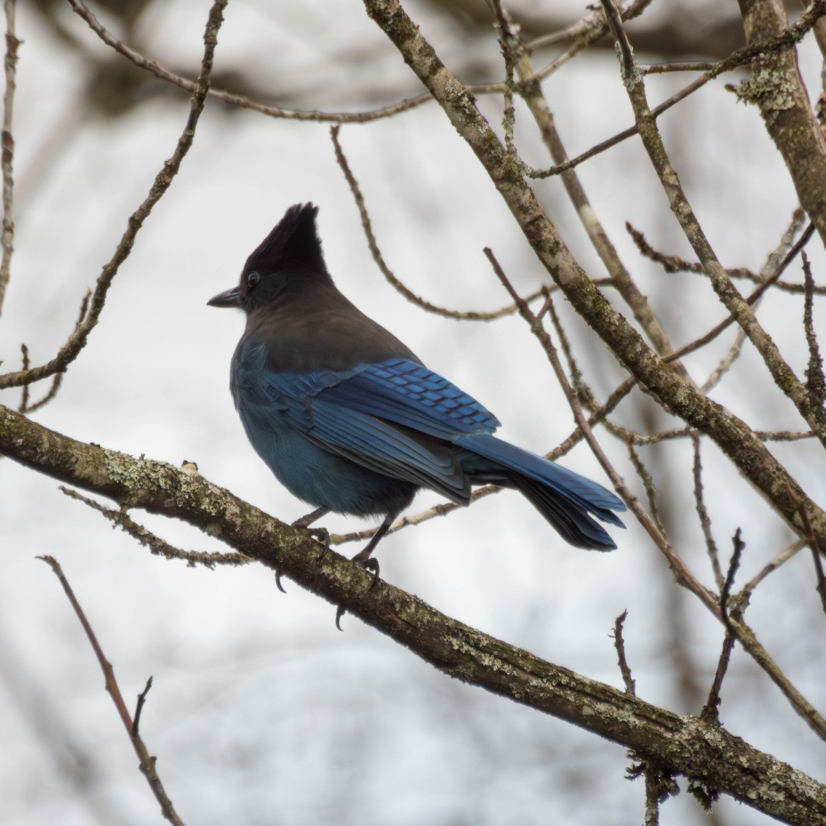 Сизойка чорноголова - ML650929371