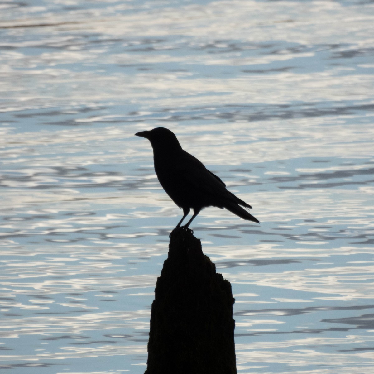 Ворона американська - ML650929380