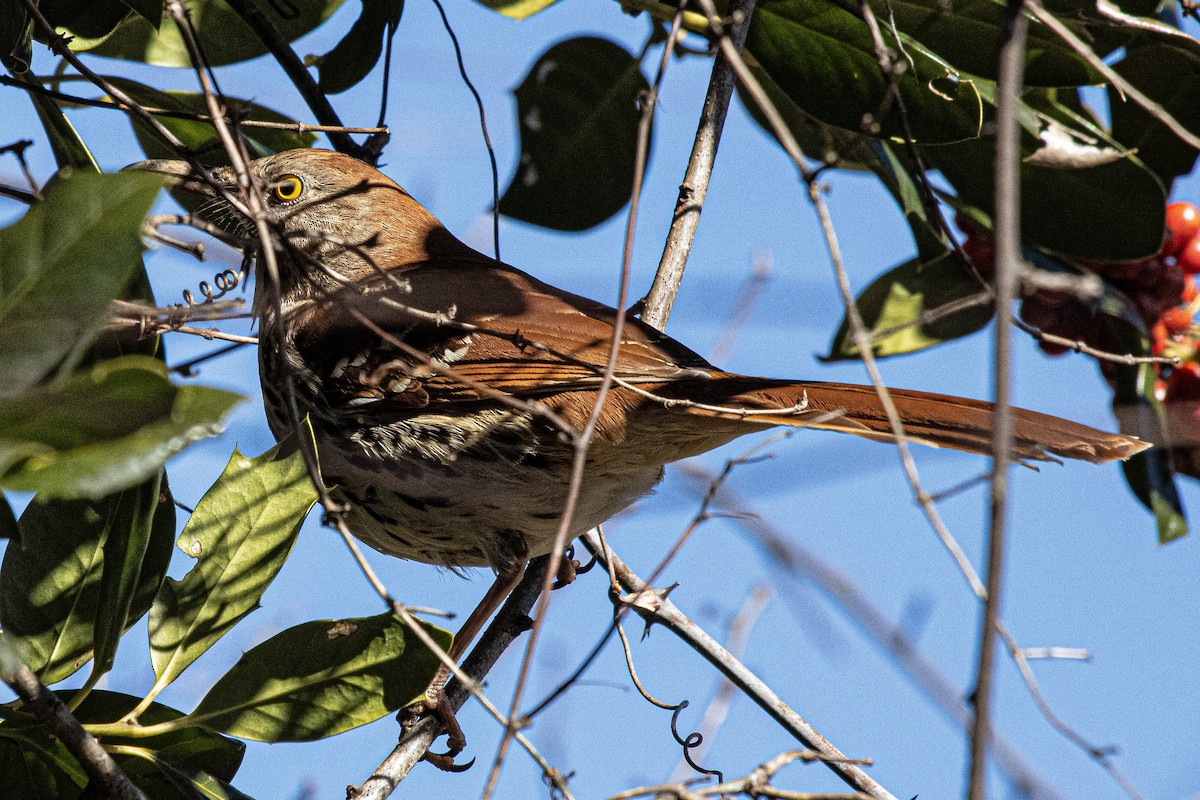 Brown Thrasher - ML650930190