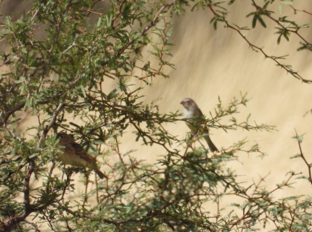 Grassland Yellow-Finch - ML650930482