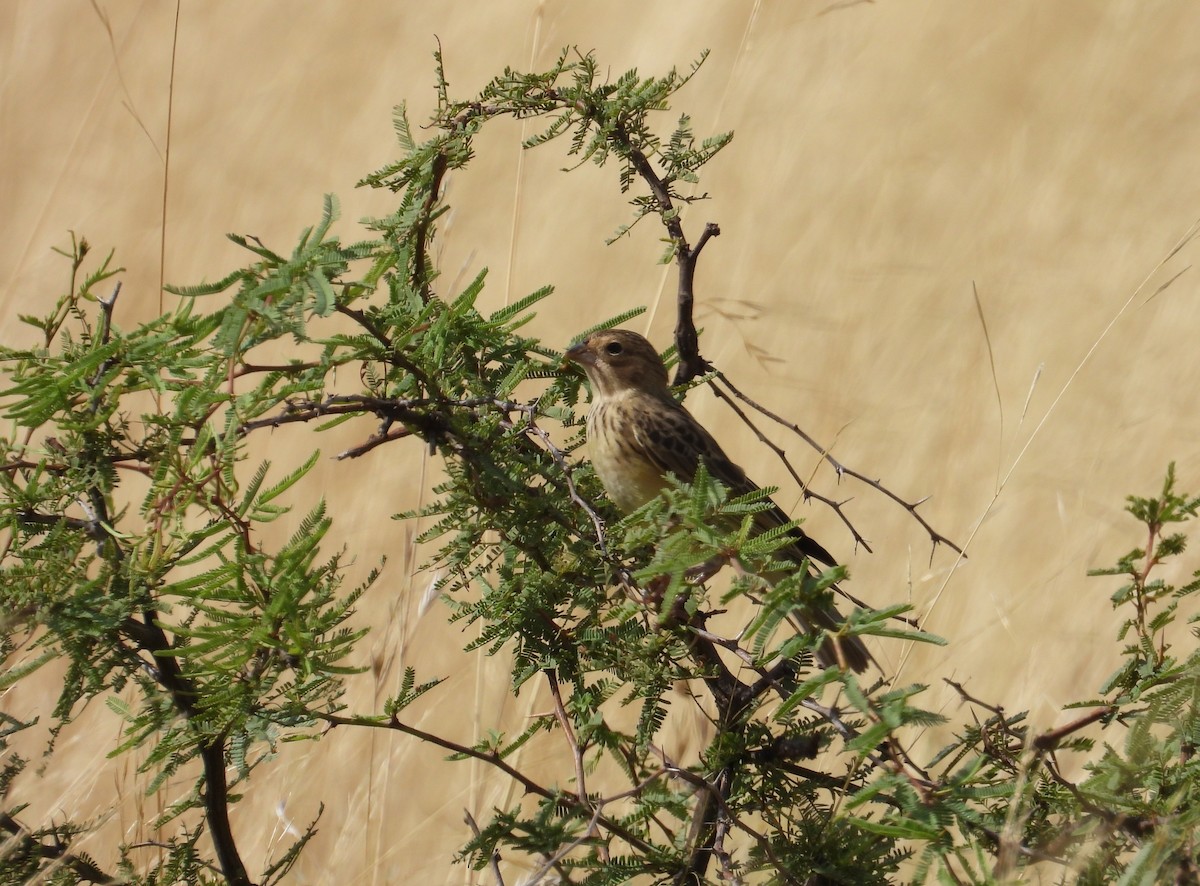 Grassland Yellow-Finch - ML650930548