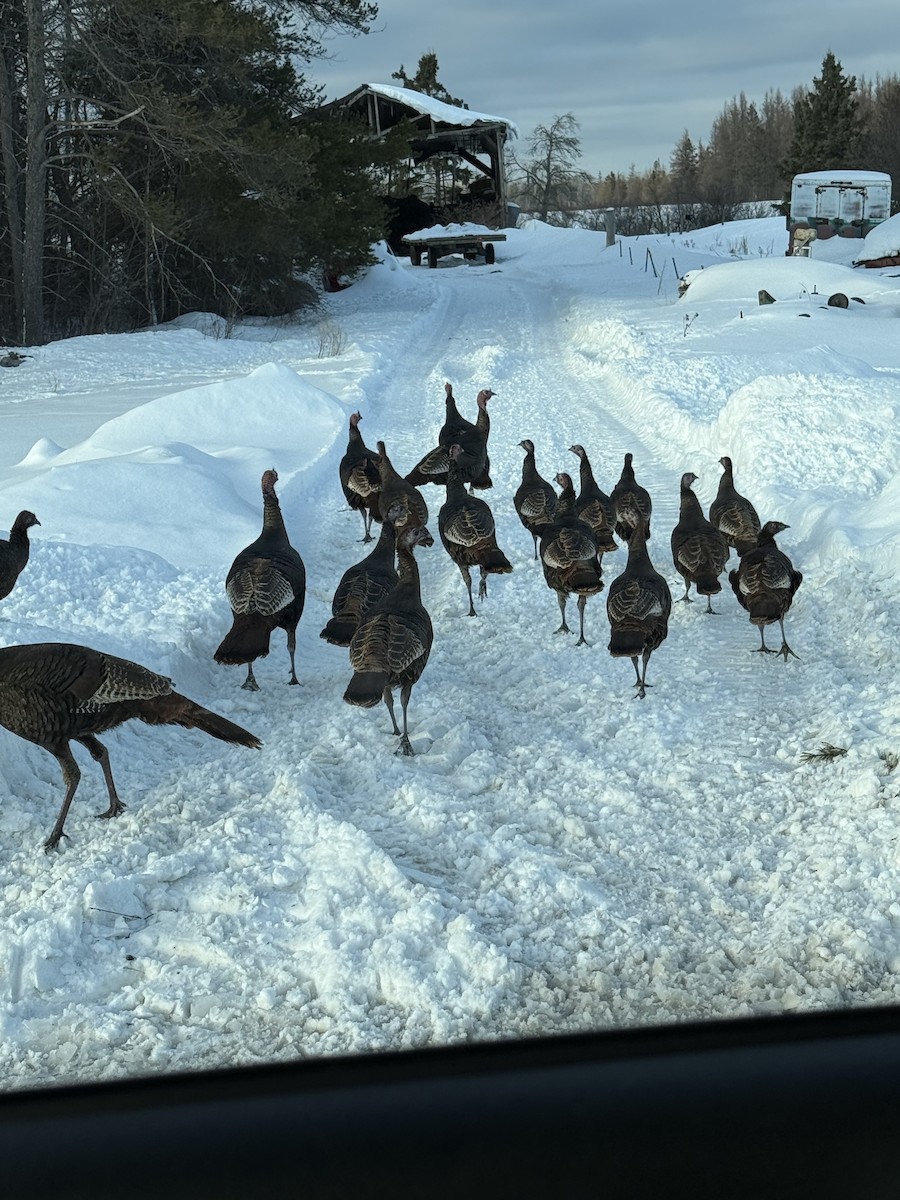 Wild Turkey - ML650930654