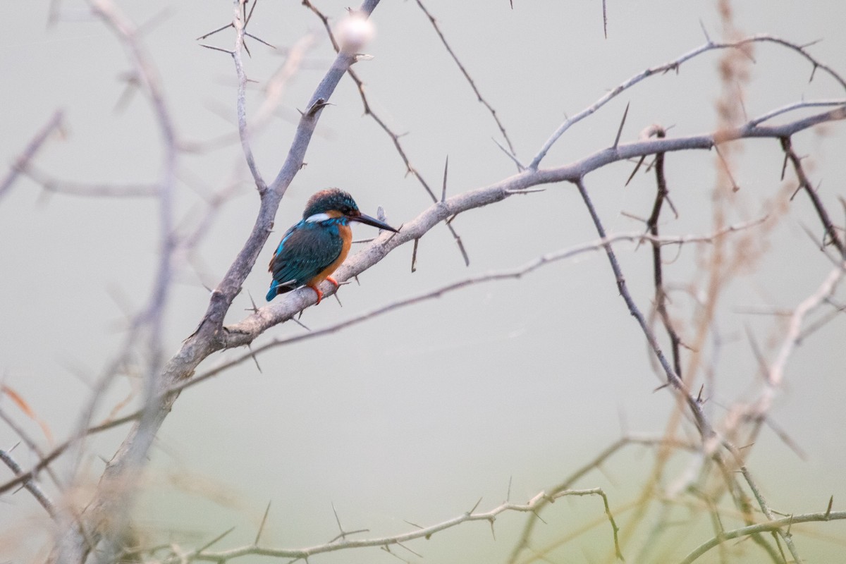 Common Kingfisher - ML650930701
